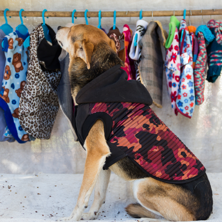 Pet Clothing & Accessories