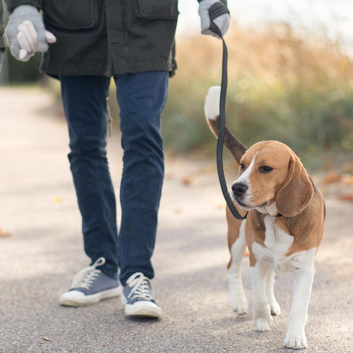 Pet Collars, Leashes & Harness's