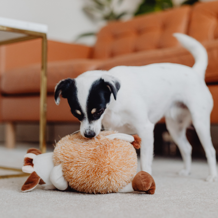 Dog Toys & Entertainment