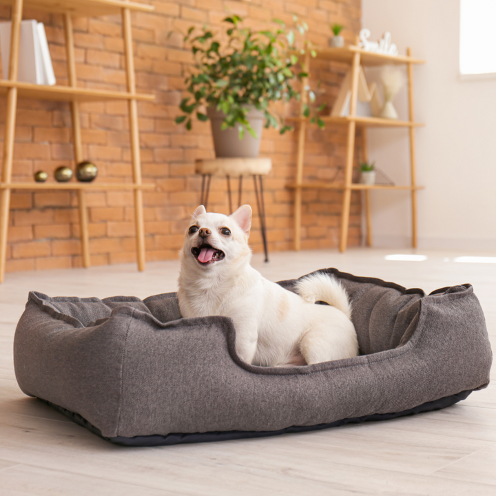 Pet Beds & Furniture