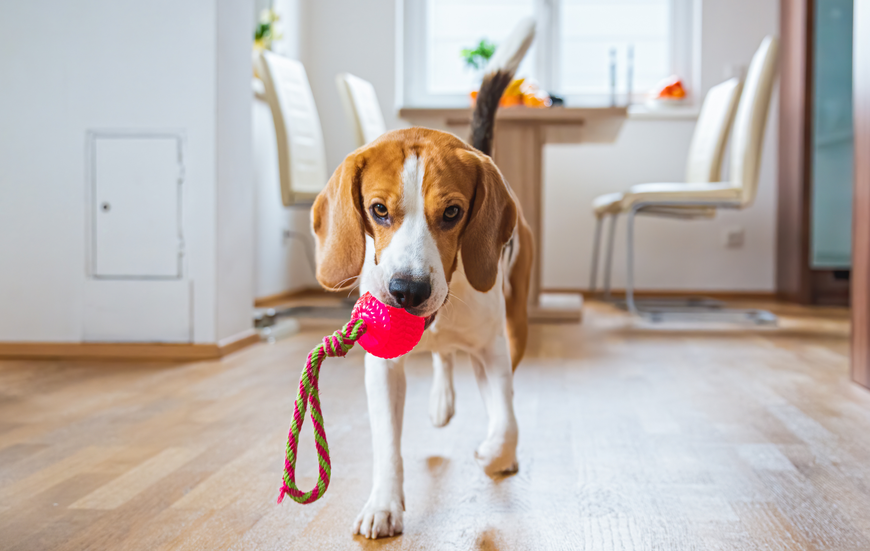 Playtime Bliss: Why Pet Toys Are Essential