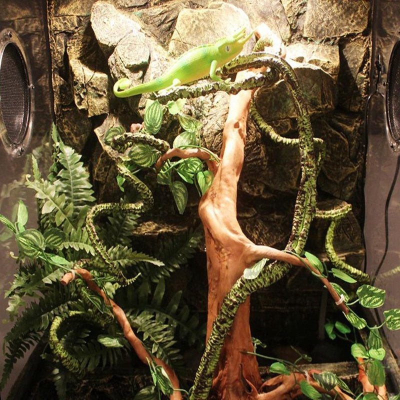 Lizard Chameleon Reptile Box